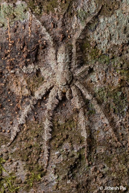 Lichen-Huntsman-Spider