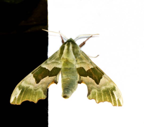 Lime-Hawk-moth