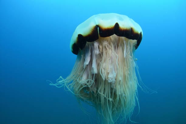 45 Types Of Jellyfish Pictures And Identification 