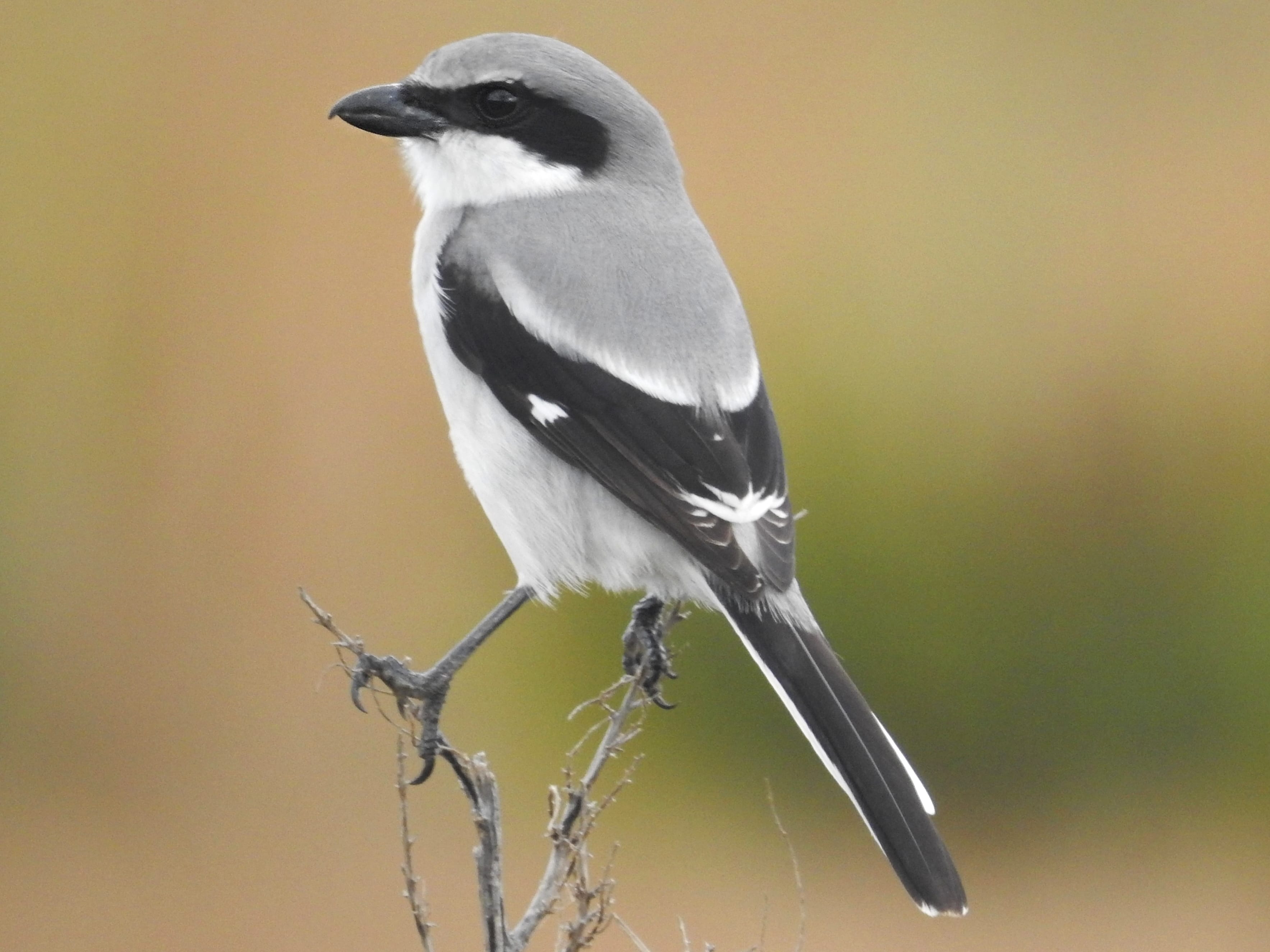 Loggerhead-Shrike