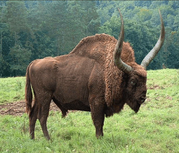 Long-horned-Bison