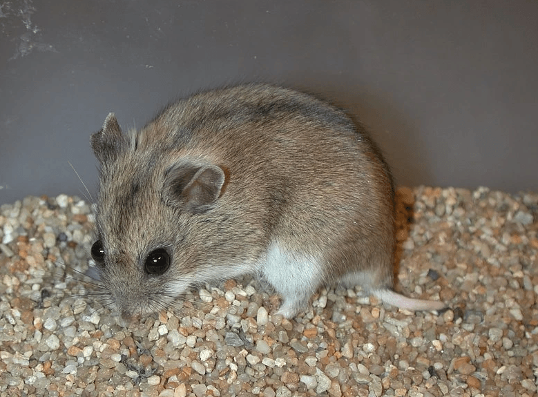 Long-tailed-Dwarf-Hamster