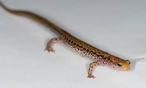 Long-tailed-Salamander
