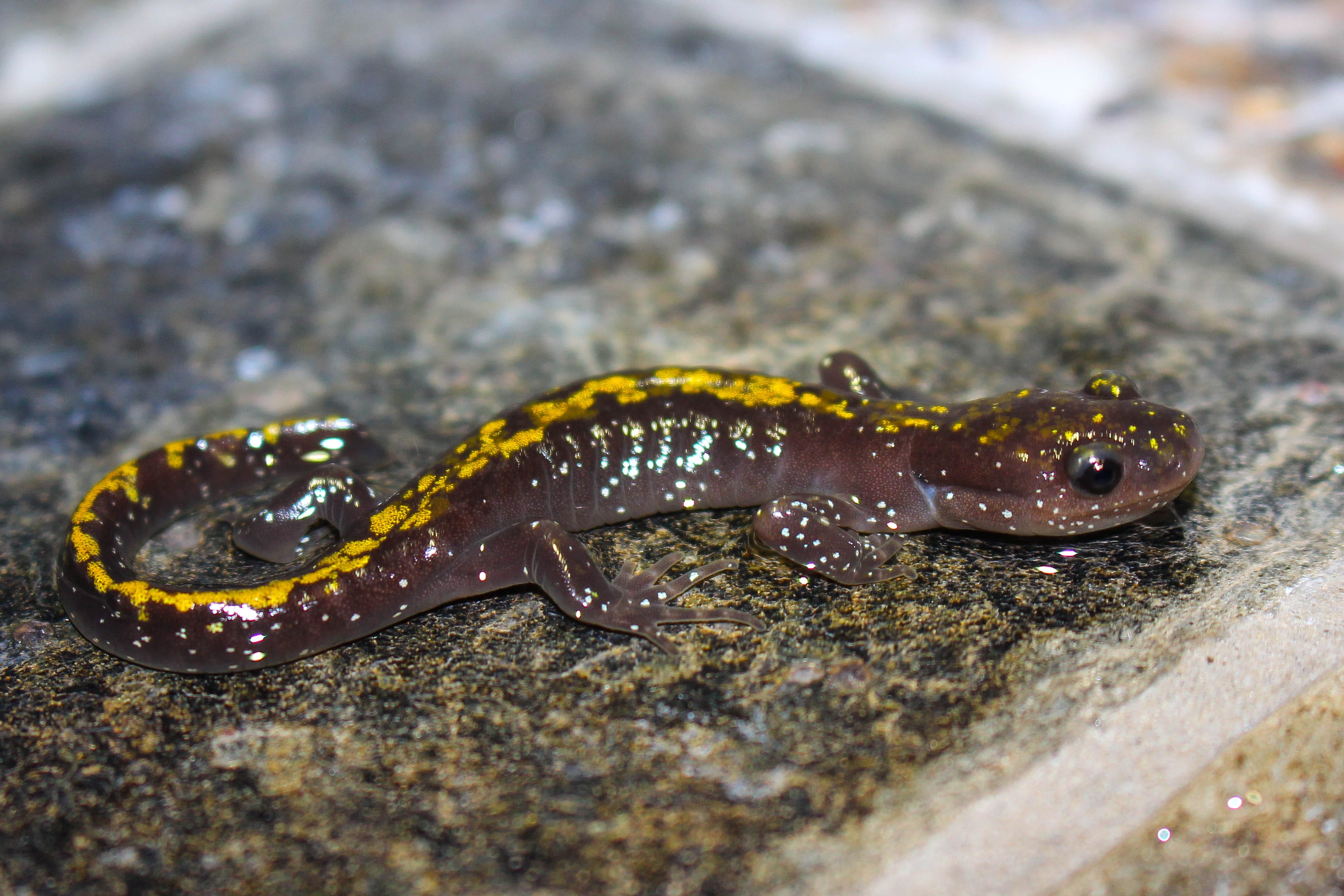Long-toed-Salamander