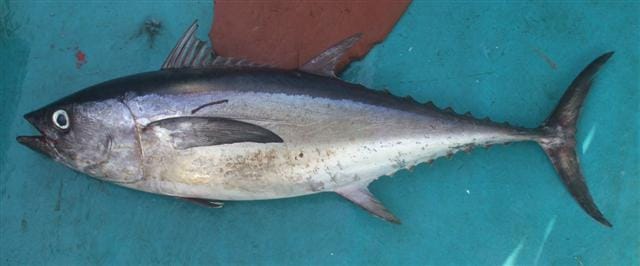 Longtail-Tuna
