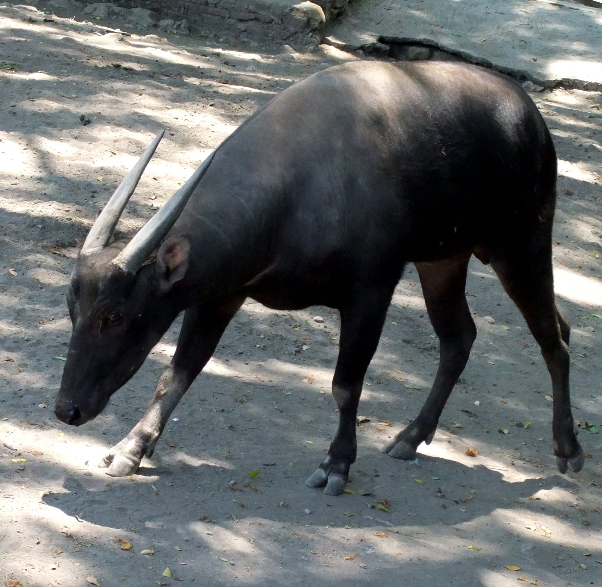 Lowland-Anoa
