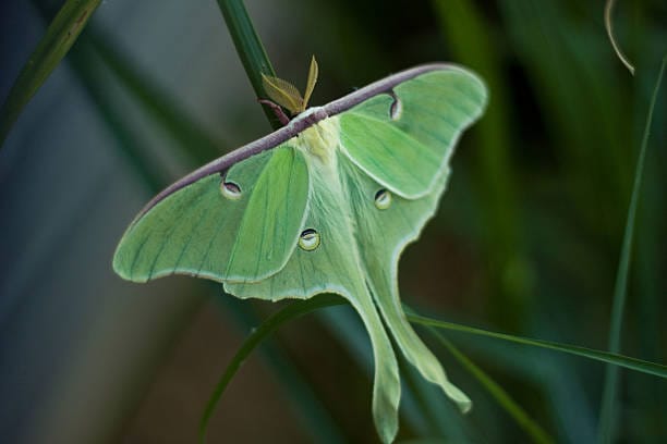 Luna-Moth