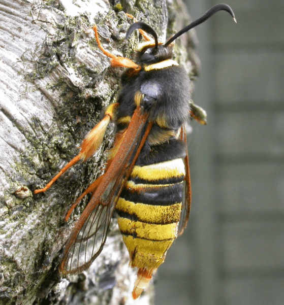 Lunar-Hornet-Moth