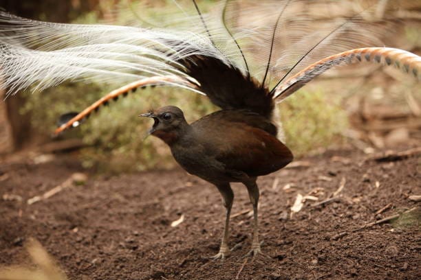 Lyrebird