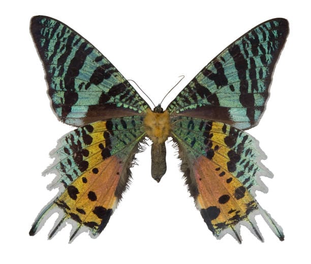 Madagascan-Sunset-Moth