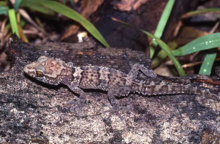 Madagascar-Ground-Gecko