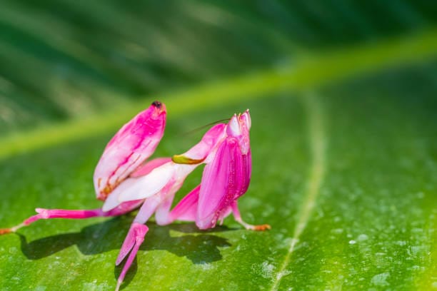 Malaysian-Orchid-Mantis
