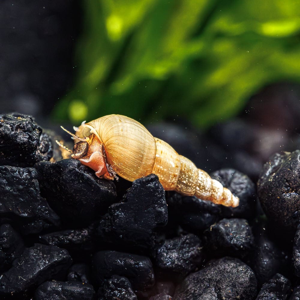 Malaysian-Trumpet-Snail