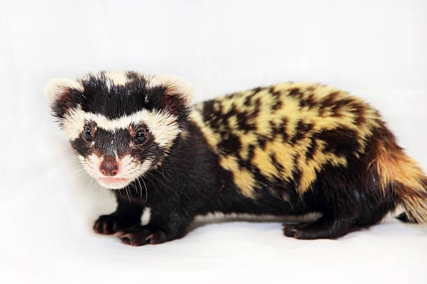 Marbled-Polecat