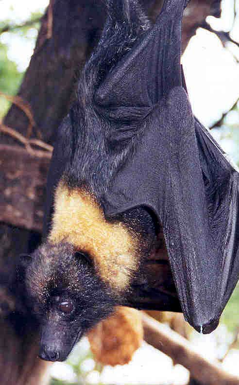 Mariana-Fruit-Bat