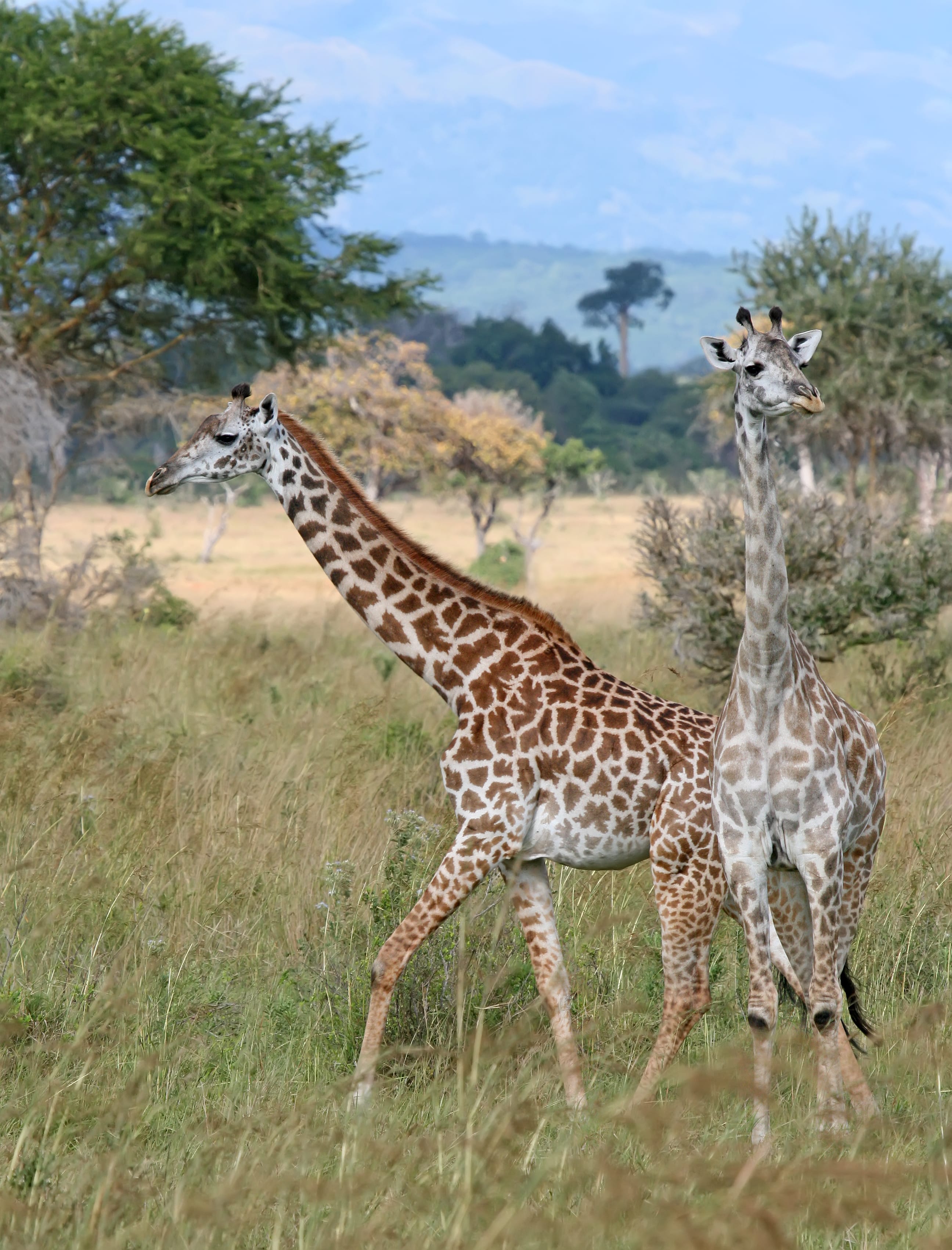 Masai-Giraffe