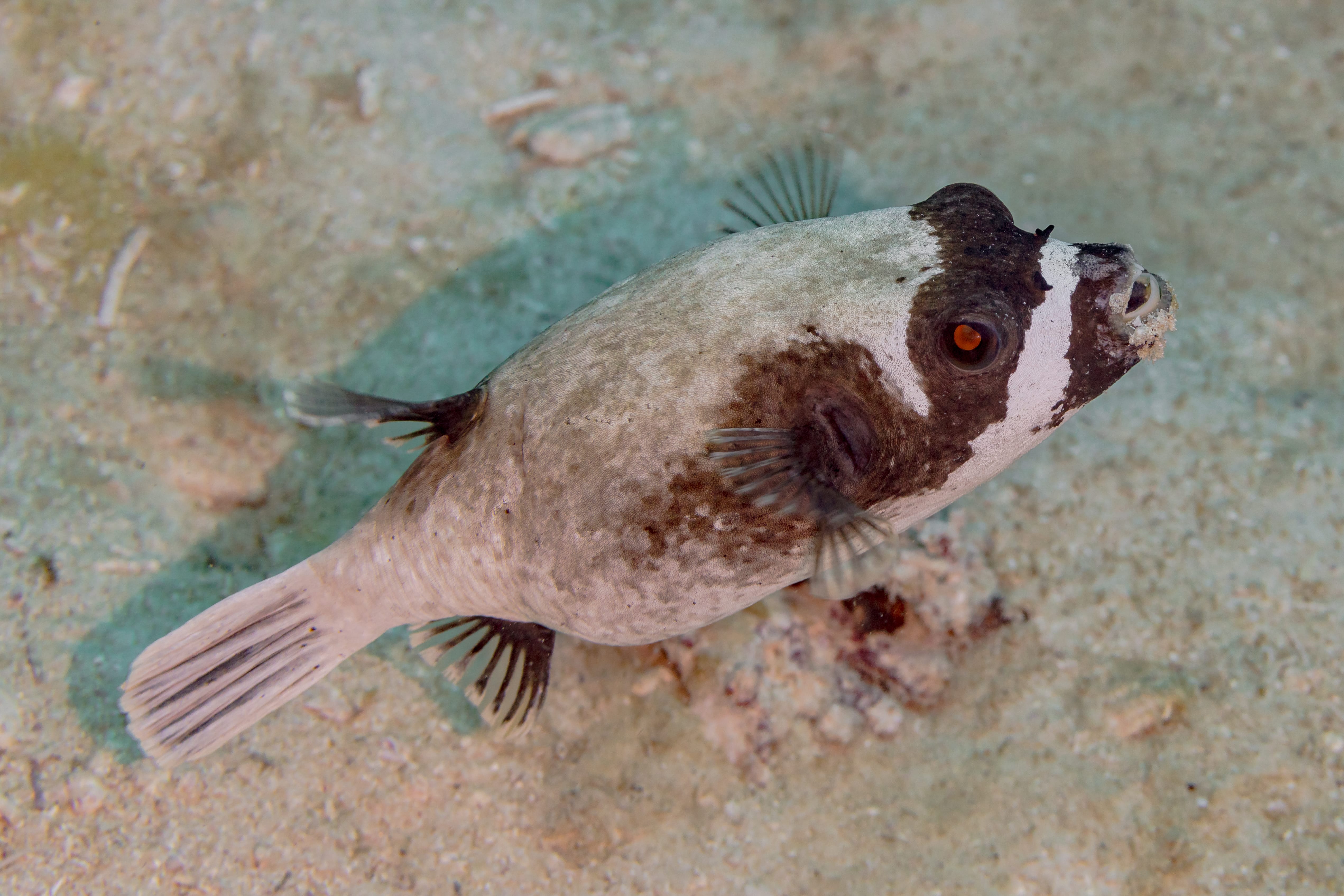 Masked-Pufferfish
