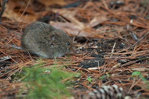 Meadow-Vole