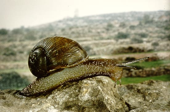 Mediterranean-Green-Snail