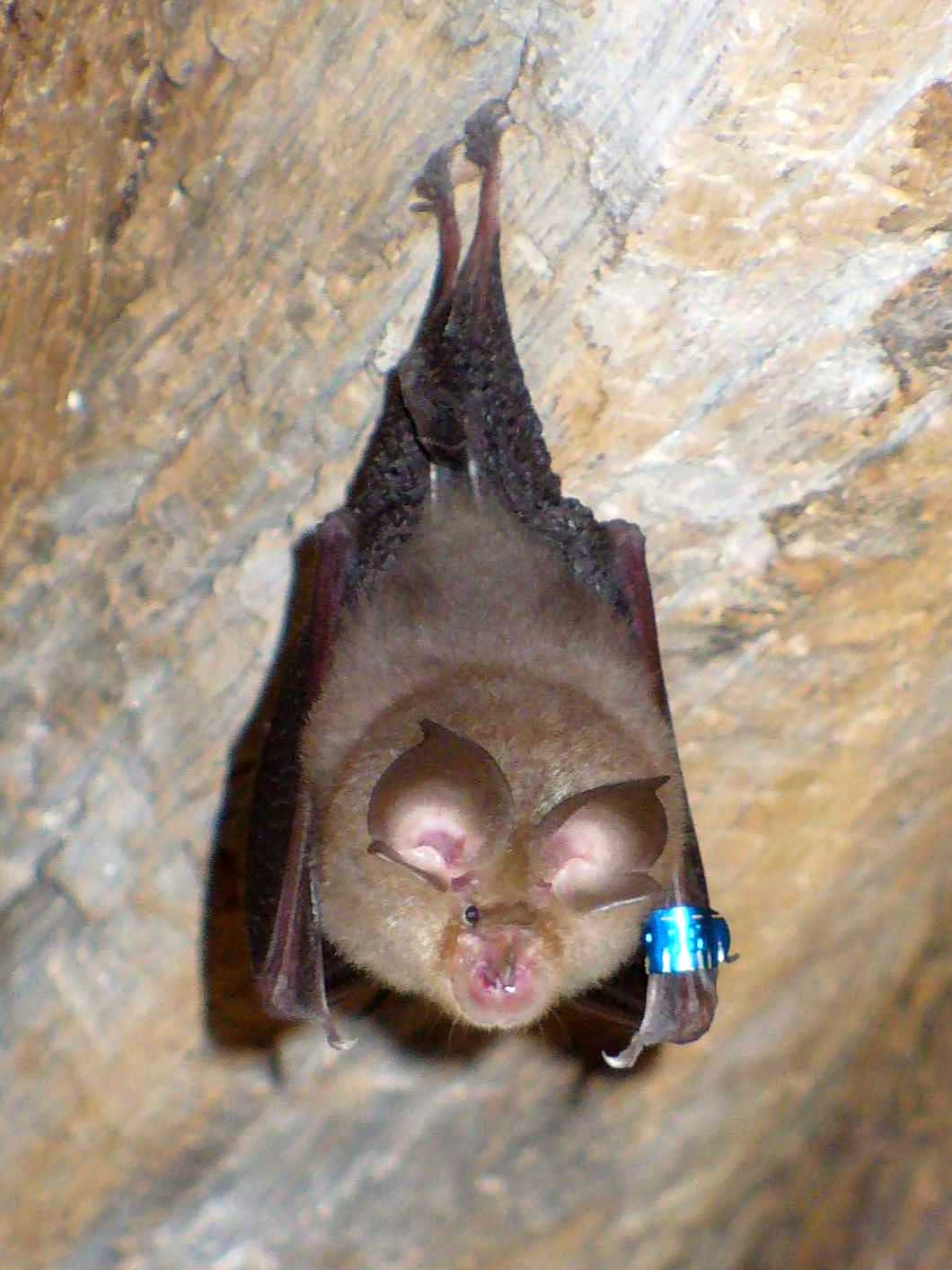 Mediterranean-Horseshoe-Bat