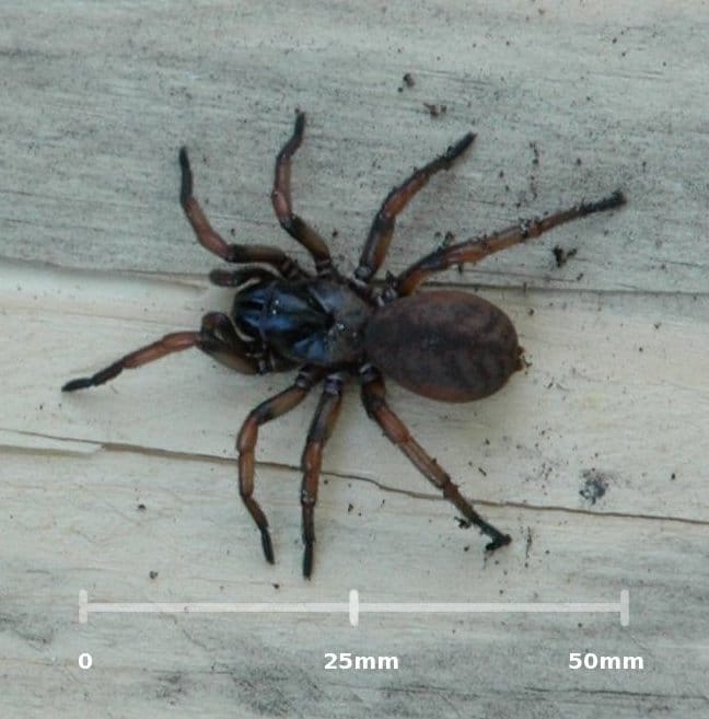 Melbourne-Trapdoor-Spider
