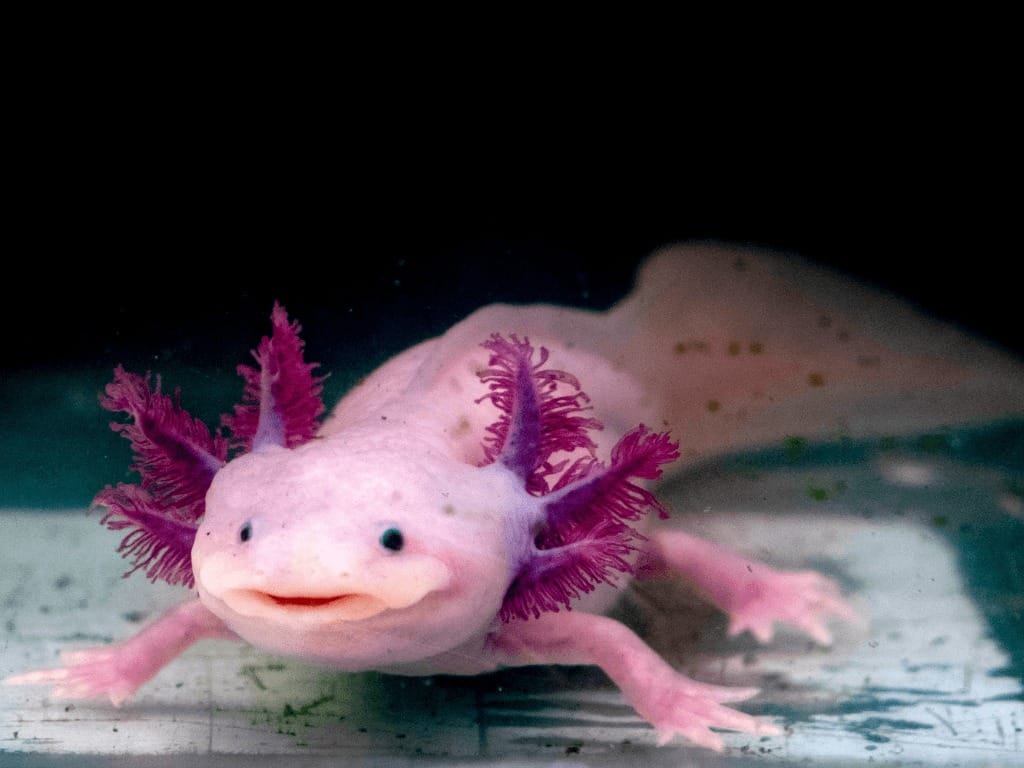 Mexican-Axolotl