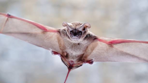 Mexican-Free-tailed-Bat