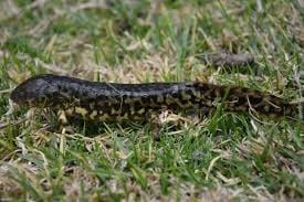 Michoacan-Stream-Salamander