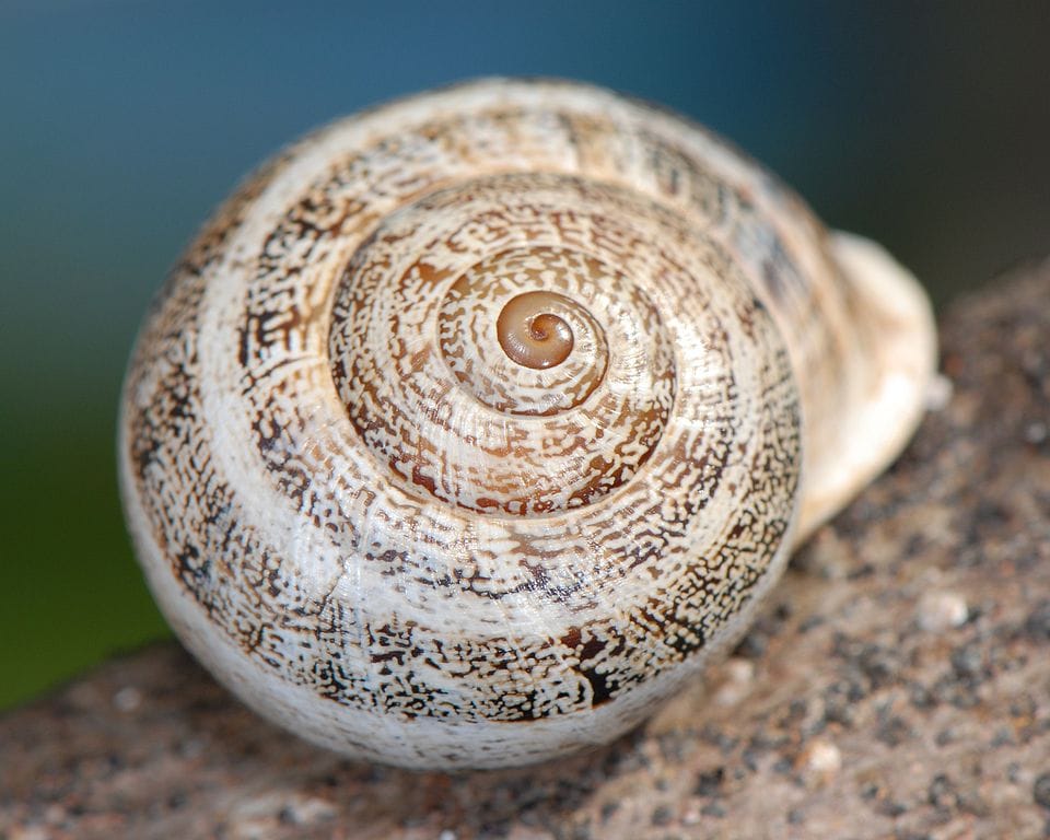 Milk-Snail