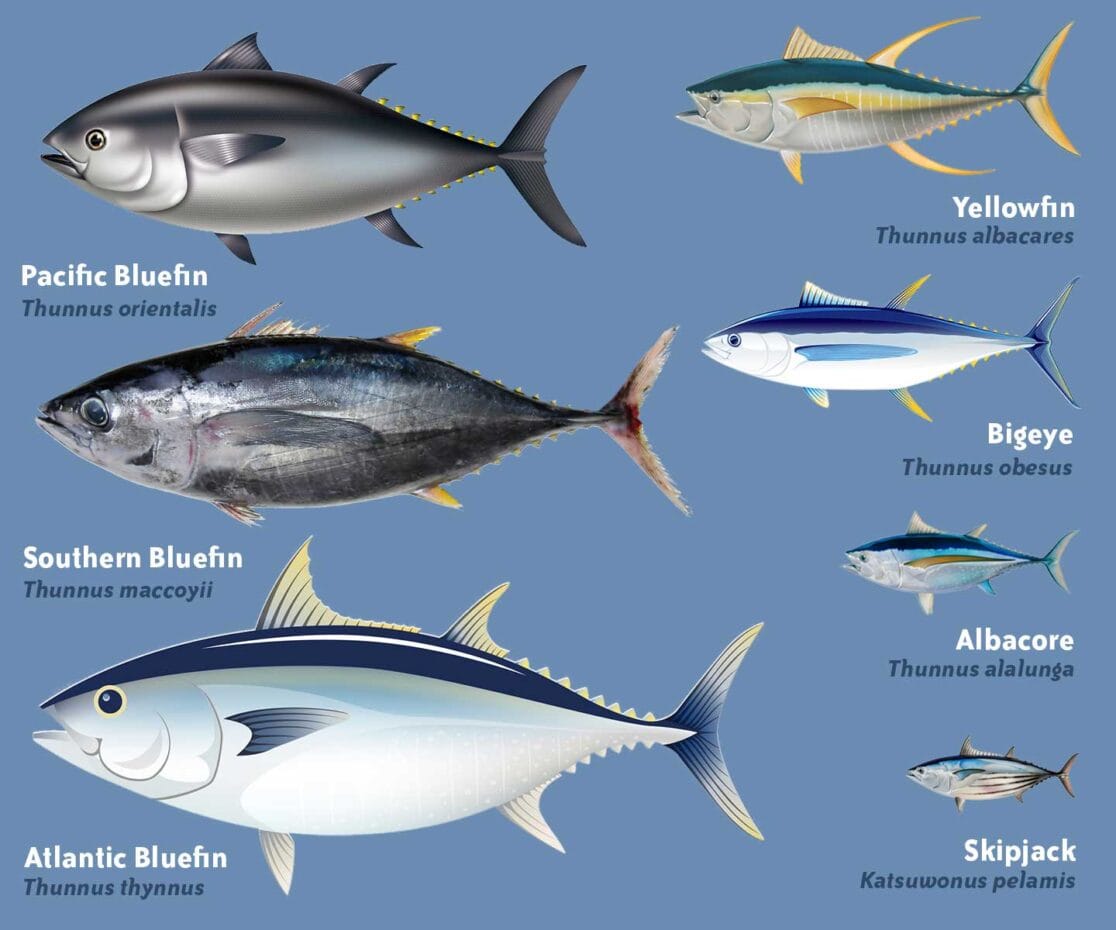 25 Types Of Tuna Pictures And Identification 25 Types Of Tuna Pictures And Identification