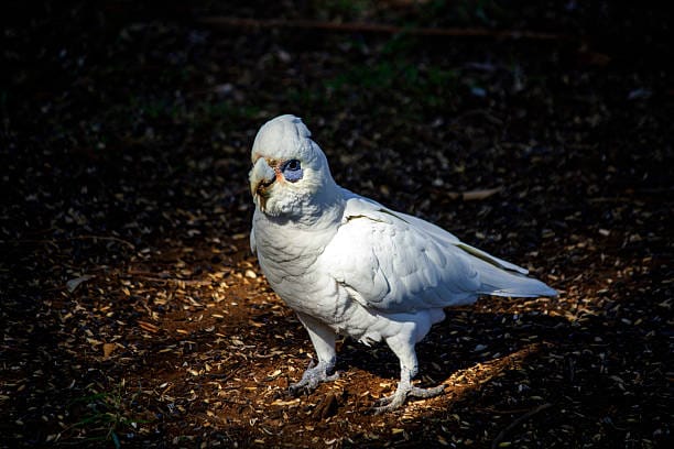 Moluccan-Cockatoo
