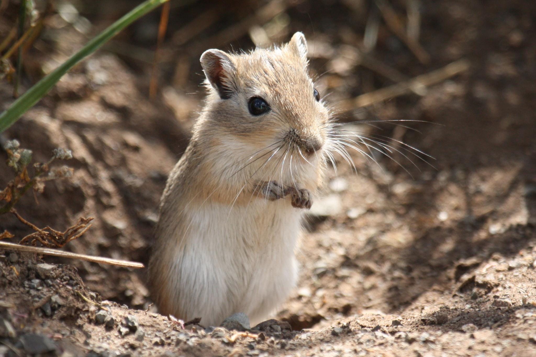 Mongolian-Gerbil