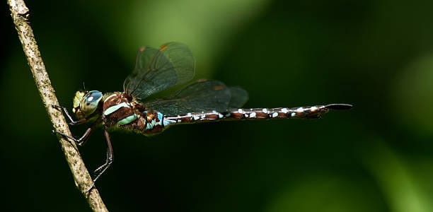 Mottled-Darner