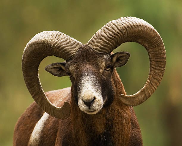Mouflon-Sheep