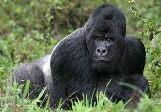 Mountain-Gorilla
