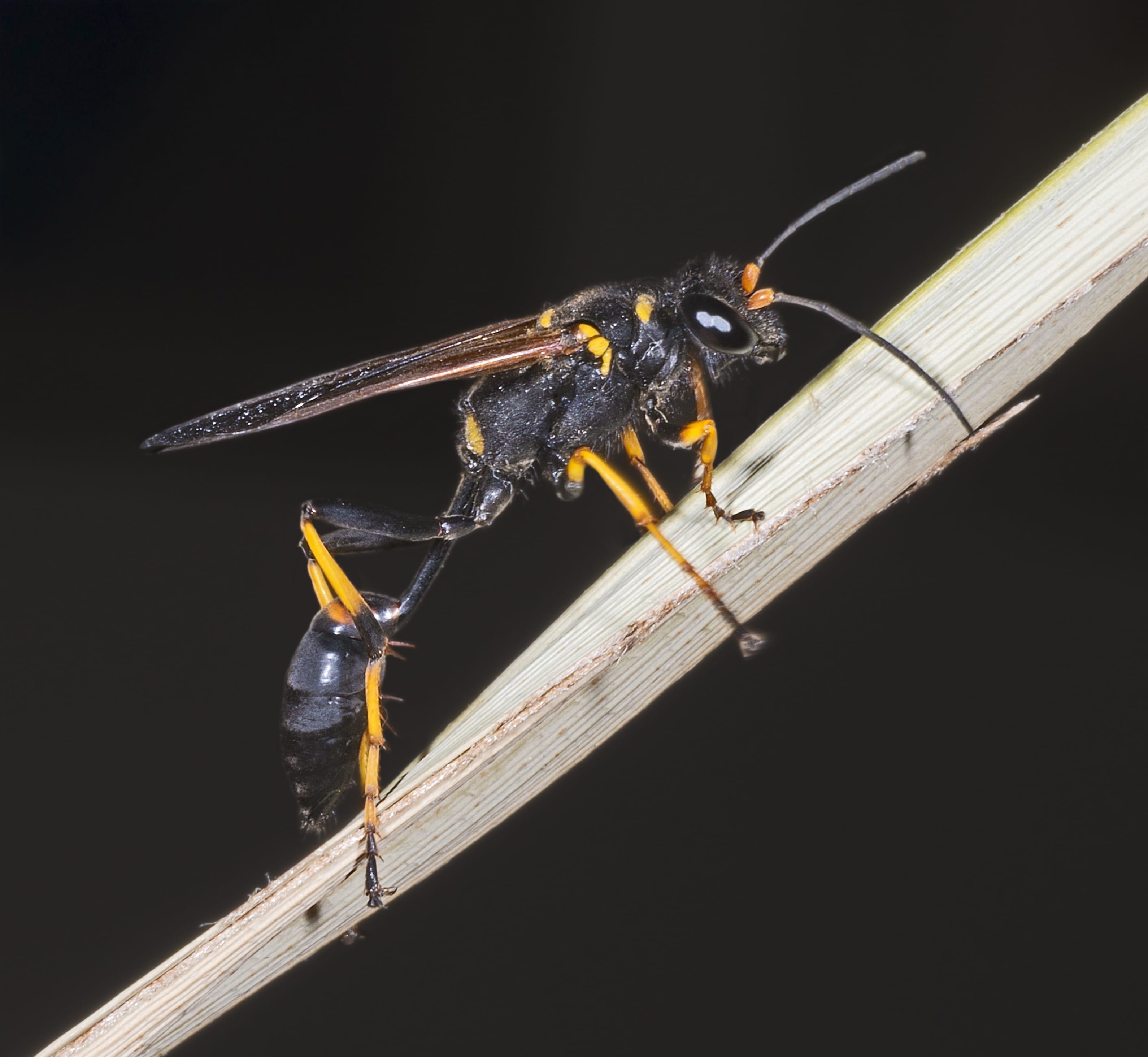 Mud-Dauber-Wasp