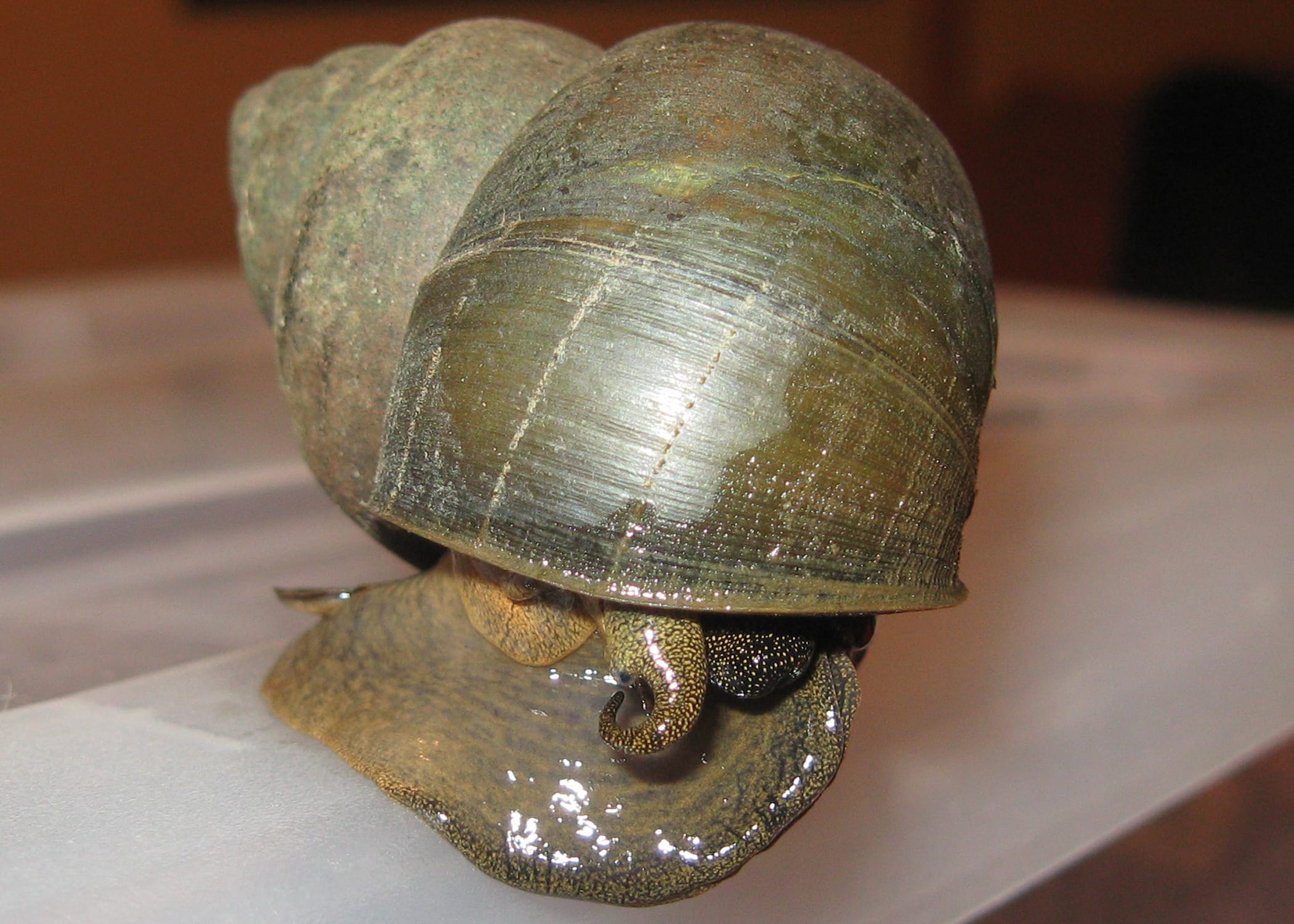 Mystery-Snail