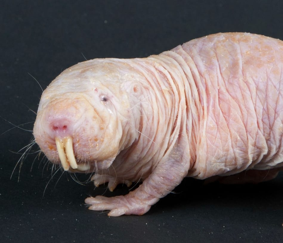 Naked-Mole-Rat