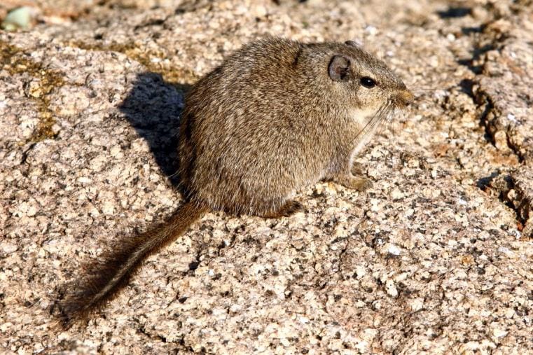 Namaqua-Rock-Rat