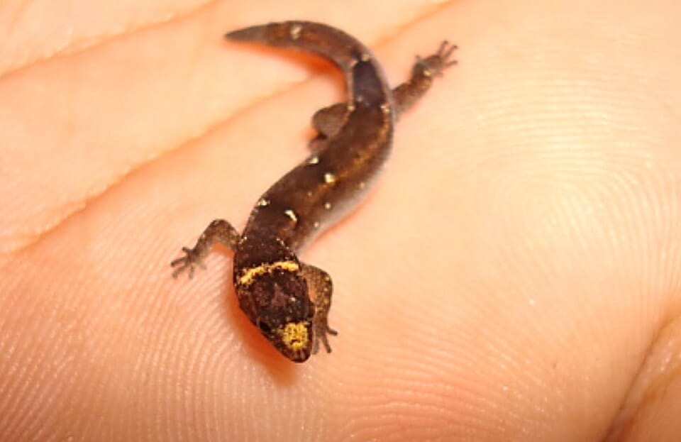 Natal-Pygmy-Gecko
