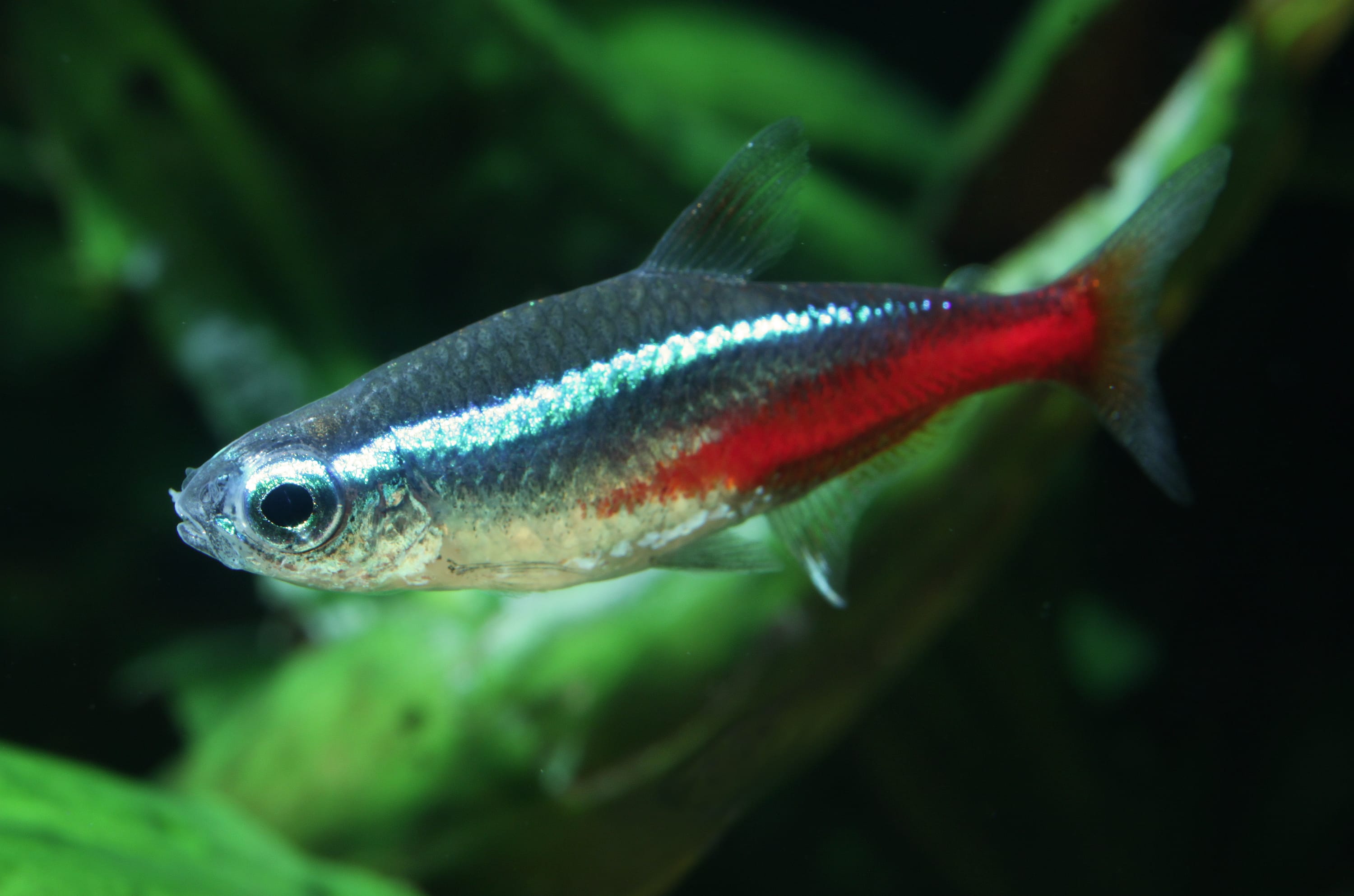 Neon-Tetra