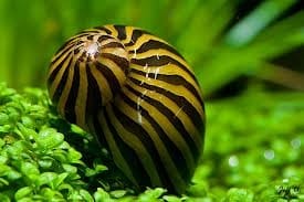 Nerite-Snail