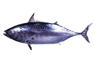 Neritic-Tuna