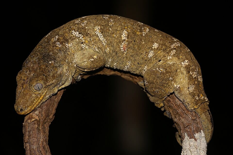 New-Caledonian-Giant-Gecko