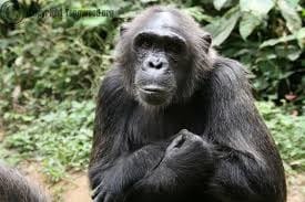 Nigeria–Cameroon-Chimpanzee