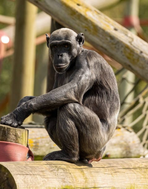 Nigeria–Cameroon-Chimpanzee