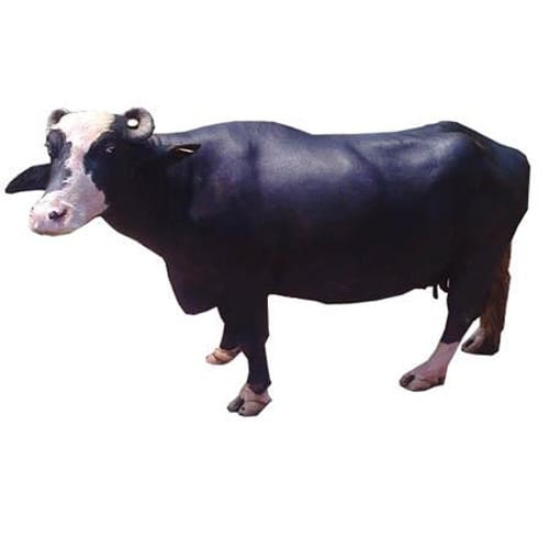 Nili-Ravi-Buffalo