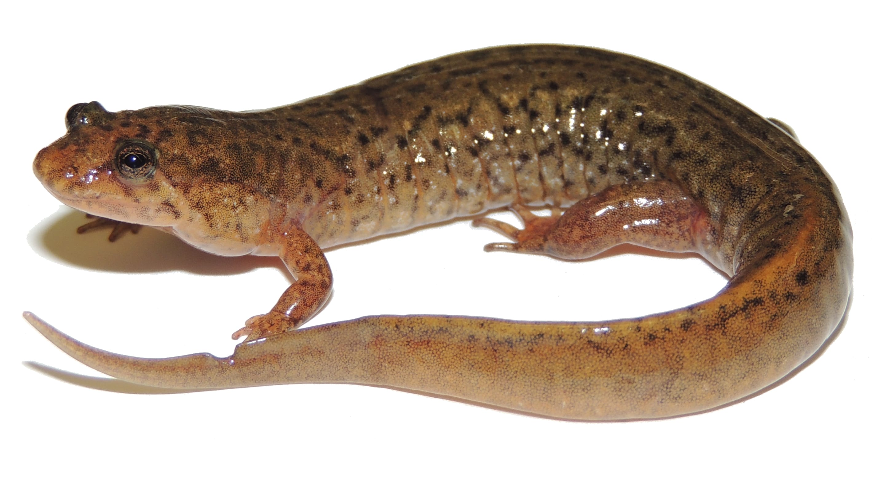 Northern-Dusky-Salamander