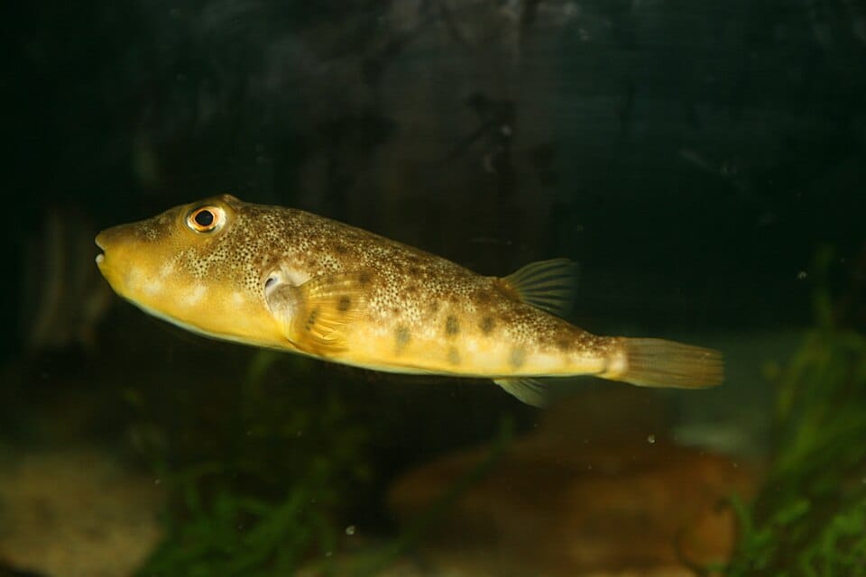 Northern-Pufferfish