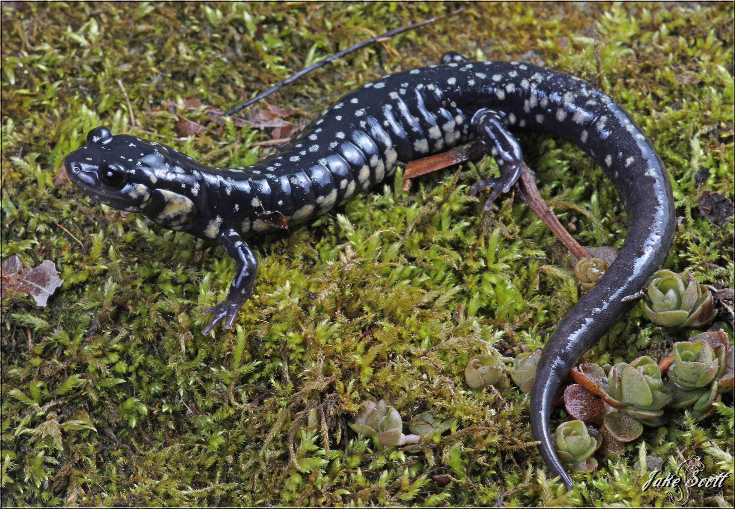 Northern-Slimy-Salamander